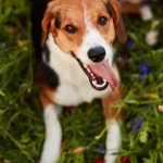 happy-dog-1-free-img-1.jpg