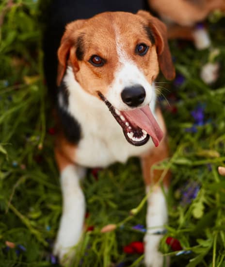 happy-dog-1-free-img-1.jpg